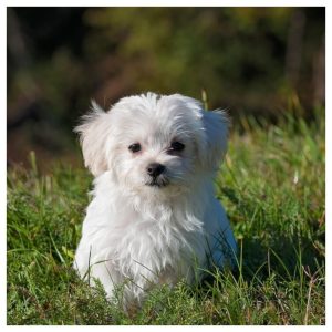 kind bang voor honden, angst